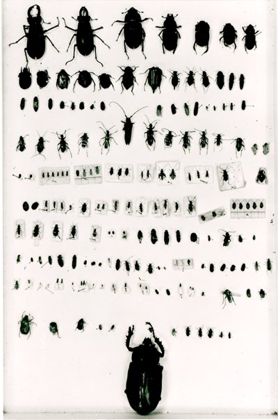 La collezione di insetti di Darwin da Unbekannt Unbekannt